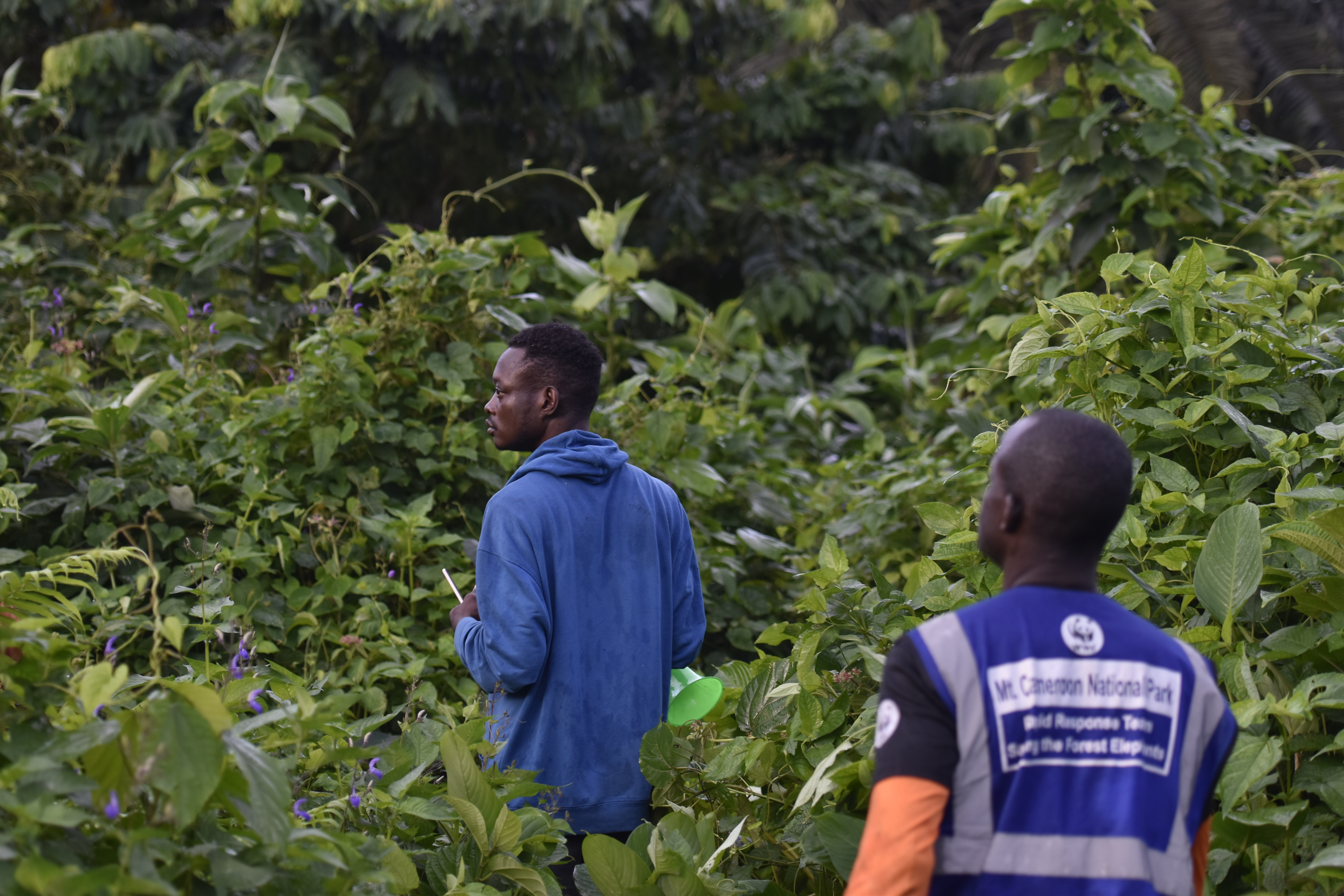 Field team in dense vegetation, Mt Cameroon