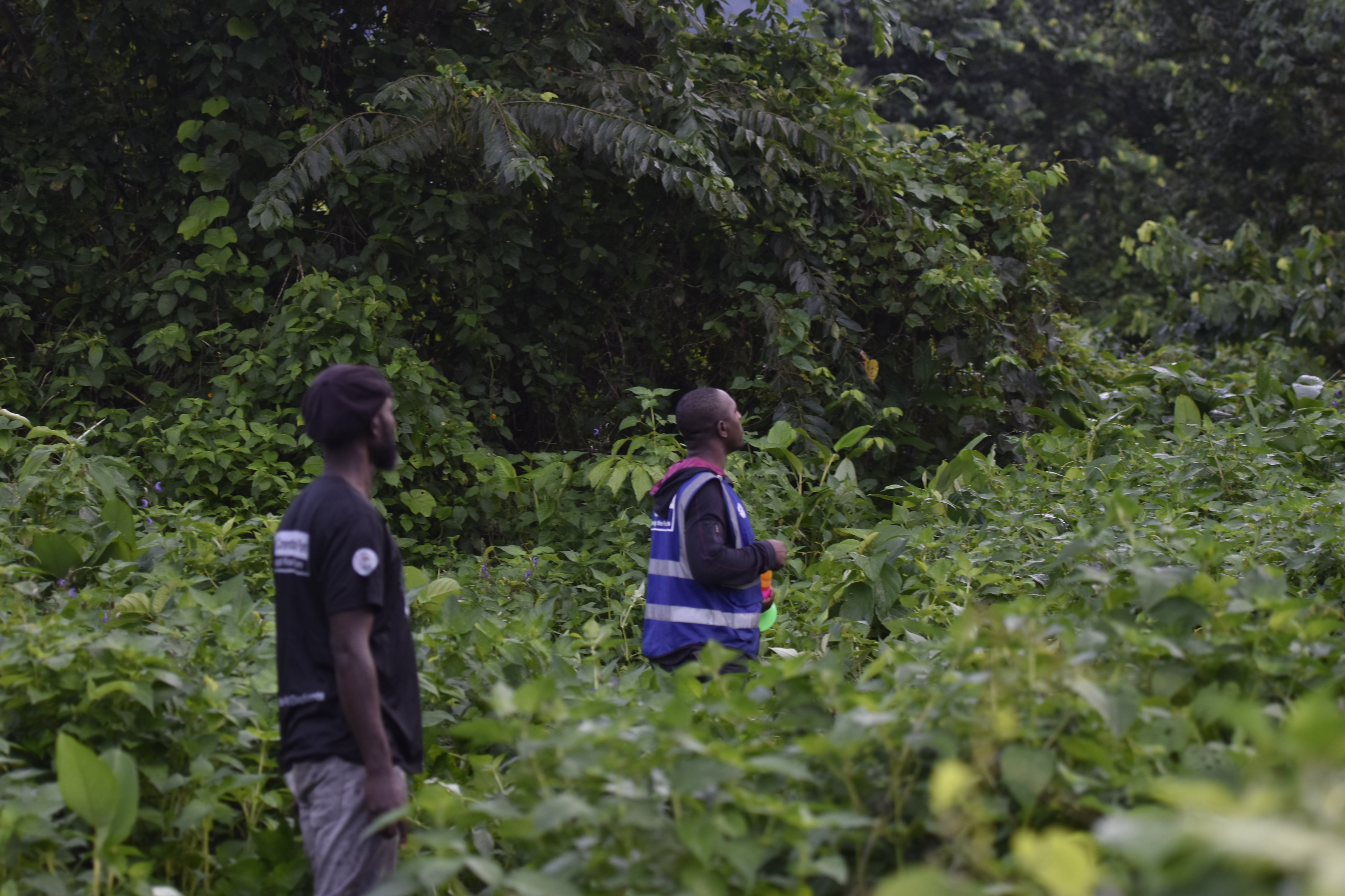 Field team monitoring near forest edge, Mt Cameroon
