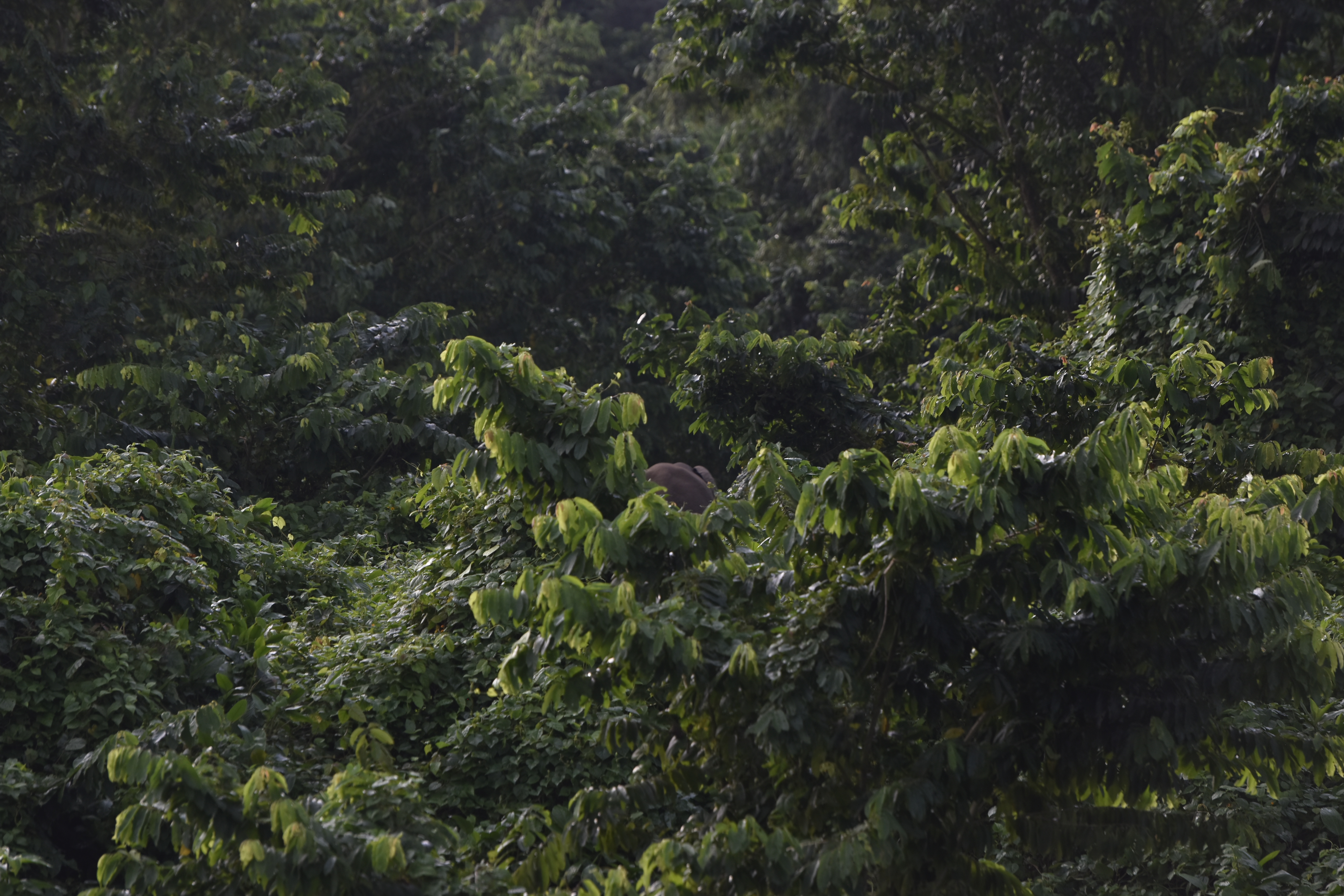 Forest elephant on abandoned farmland near Mt Cameroon National Park